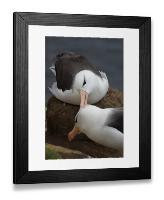 Framed Print : Black Browed Albatross (Diomedea melanphoris) Courtship - Falklands