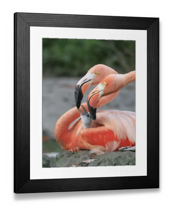 Framed Print : Caribbean Flamingo (Phoenicopterus ruber) adult pair, close-up of heads, feeding three-day old chick on nest (captive) Framed Print : Caribbean Flamingo (Phoenicopterus ruber) adult pair, close-up of heads, feeding three-day old chick on nest (captive)