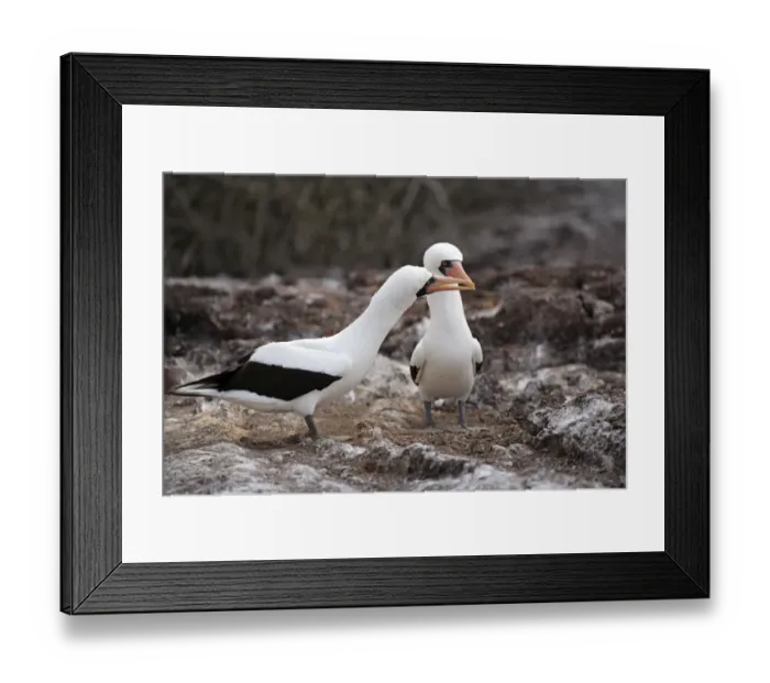 Framed Print : Nazca Booby (Sula granti) adult pair, in courtship display, Galapagos Islands Framed Print : Nazca Booby (Sula granti) adult pair, in courtship display, Galapagos Islands