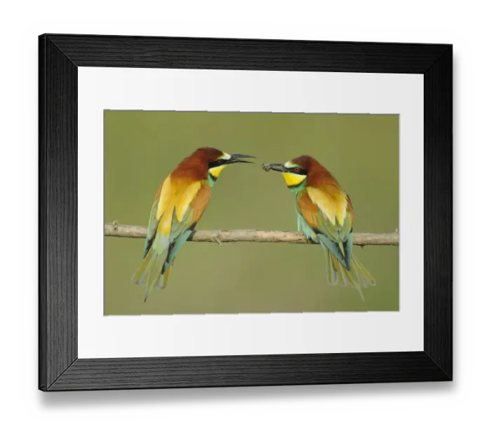 Framed Print : European Bee-eater (Merops apiaster) adult pair, courtship feeding, passing bee, perched on twig, Bulgaria, may Framed Print : European Bee-eater (Merops apiaster) adult pair, courtship feeding, passing bee, perched on twig, Bulgaria, may
