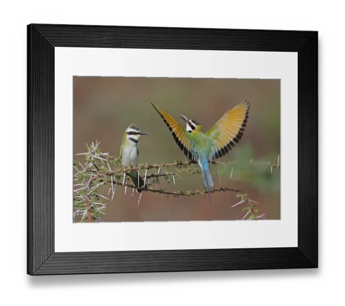 Framed Print : White-throated Bee-eater (Merops albicollis) adult pair, male performing courtship display to female, Lake Bogoria, Great Rift Valley, Kenya Framed Print : White-throated Bee-eater (Merops albicollis) adult pair, male performing courtship display to female, Lake Bogoria, Great Rift Valley, Kenya