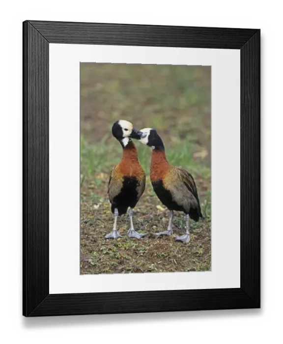 Framed Print : White-faced Whistling-duck (Dendrocygna viduata) adult pair, courtship preening