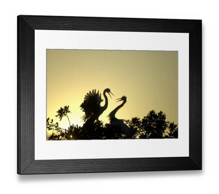 Framed Print : Great Egret (Casmerodius albus) adult pair, in courtship display, silhouetted at sunset, Florida, U. S. A Framed Print : Great Egret (Casmerodius albus) adult pair, in courtship display, silhouetted at sunset, Florida, U. S. A