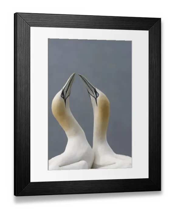 Framed Print : Northern Gannet (Morus bassanus) adult pair, in courtship display, Bass Rock, Firth of Forth, Scotland Framed Print : Northern Gannet (Morus bassanus) adult pair, in courtship display, Bass Rock, Firth of Forth, Scotland