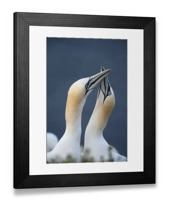 Framed Print : Northern Gannet (Morus bassanus) adult pair, close-up of heads and necks, displaying, Heligoland, Schleswig-Holstein, Germany, may Framed Print : Northern Gannet (Morus bassanus) adult pair, close-up of heads and necks, displaying, Heligoland, Schleswig-Holstein, Germany, may