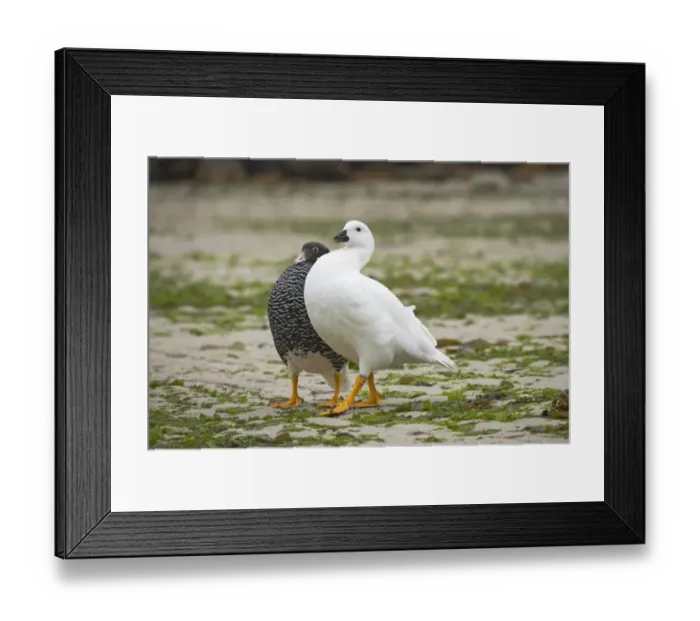 Framed Print : Kelp Goose (Chloephaga hybrida) adult pair, in courtship display, New Island, Falkland Islands Framed Print : Kelp Goose (Chloephaga hybrida) adult pair, in courtship display, New Island, Falkland Islands