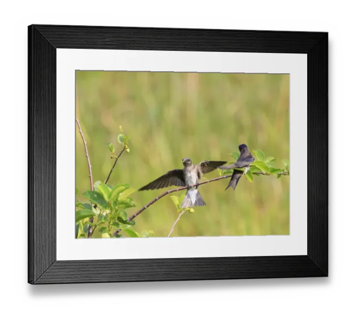 Framed Print : Purple Martin (Progne subis) two adult females, plucking leaf from twig, collecting nesting material, Florida, U. S. A Framed Print : Purple Martin (Progne subis) two adult females, plucking leaf from twig, collecting nesting material, Florida, U. S. A
