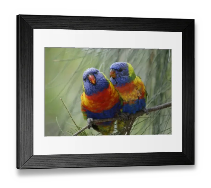Framed Print : Rainbow Lorikeet (Trichoglossus haematodus) Pair - Australia Framed Print : Rainbow Lorikeet (Trichoglossus haematodus) Pair - Australia