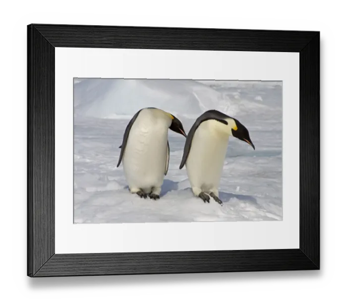 Framed Print : Emperor Penguin (Aptenodytes forsteri) adults, two standing on snow, Snow Hill Island, Antarctic Peninsula, Antarctica Framed Print : Emperor Penguin (Aptenodytes forsteri) adults, two standing on snow, Snow Hill Island, Antarctic Peninsula, Antarctica