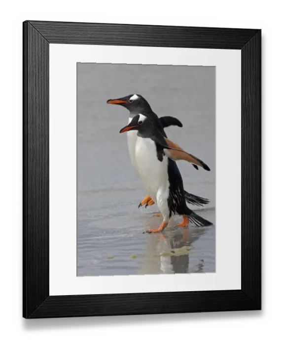 Framed Print : Gentoo Penguin (Pygoscelis papua) Adults walking on the edge of the tide - Falkland Islands