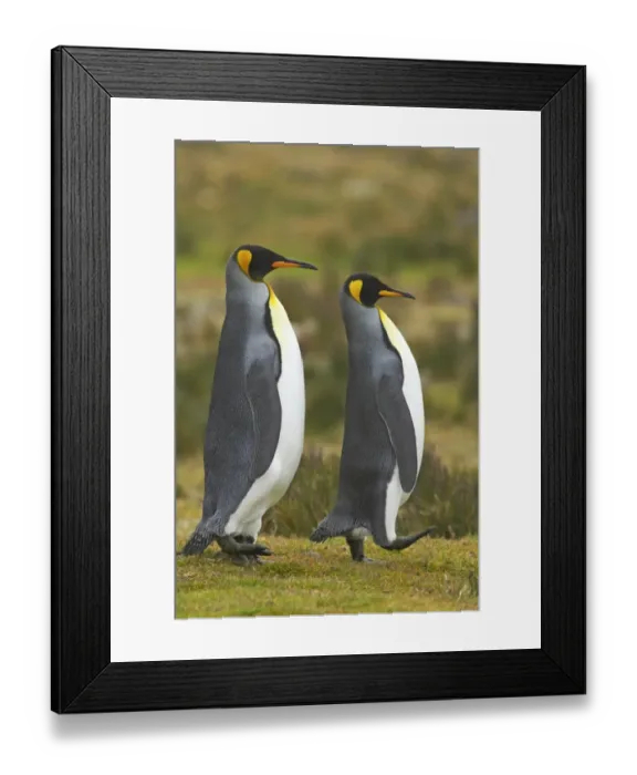Framed Print : King Penguin (Aptenodytes patagonicus) adult pair, in courtship walking display, Fortuna Bay, South Georgia Framed Print : King Penguin (Aptenodytes patagonicus) adult pair, in courtship walking display, Fortuna Bay, South Georgia