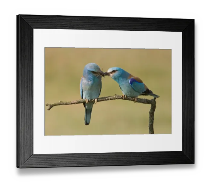 Framed Print : European Roller (Coracias garrulus) adult pair, courtship feeding, male passing insect to female, Hungary Framed Print : European Roller (Coracias garrulus) adult pair, courtship feeding, male passing insect to female, Hungary