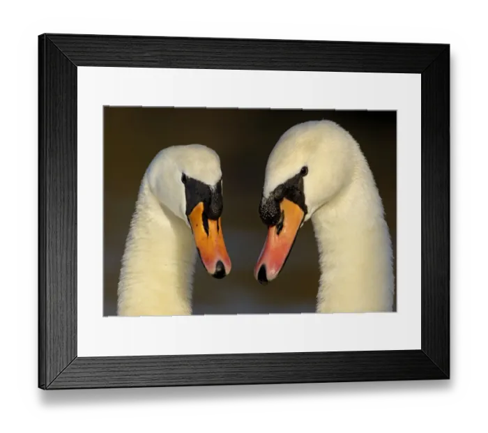 Framed Print : Mute Swan (Cygnus olor) adult pair, in courtship display, close-up of heads, Nottinghamshire, England, february Framed Print : Mute Swan (Cygnus olor) adult pair, in courtship display, close-up of heads, Nottinghamshire, England, february