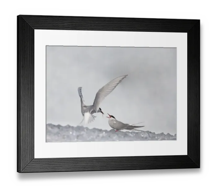Framed Print : Arctic Tern (Sterna paradisea) adult pair, feeding ritual as part of pre-breeding courtship, on iceberg, Jokulsarlon lagoon, Iceland Framed Print : Arctic Tern (Sterna paradisea) adult pair, feeding ritual as part of pre-breeding courtship, on iceberg, Jokulsarlon lagoon, Iceland