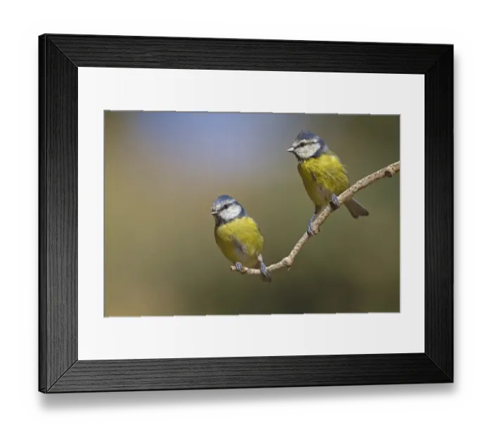 Framed Print : Blue Tit (Parus caeruleus) two immatures, moulting to adult plumage, perched on twig, Northern Spain, september Framed Print : Blue Tit (Parus caeruleus) two immatures, moulting to adult plumage, perched on twig, Northern Spain, september
