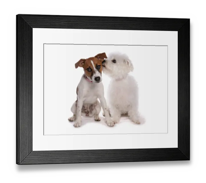 Framed Print : Domestic Dog, Jack Russell Terrier and Bichon Frise, two adults, sniffing ear Framed Print : Domestic Dog, Jack Russell Terrier and Bichon Frise, two adults, sniffing ear