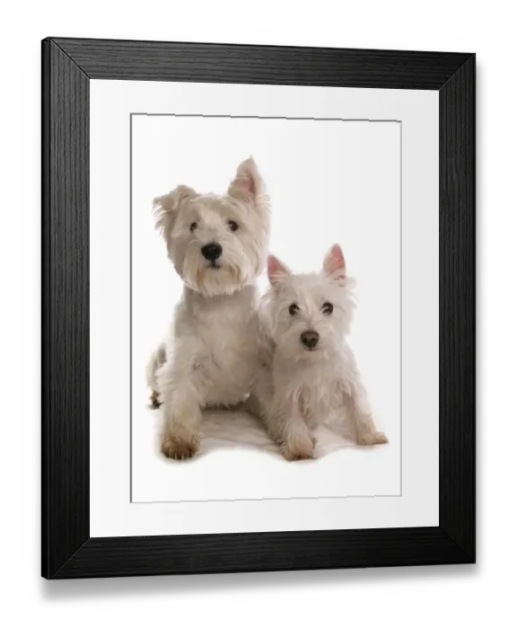 Framed Print : Domestic Dog, West Highland Terrier, adult and puppy, sitting Framed Print : Domestic Dog, West Highland Terrier, adult and puppy, sitting