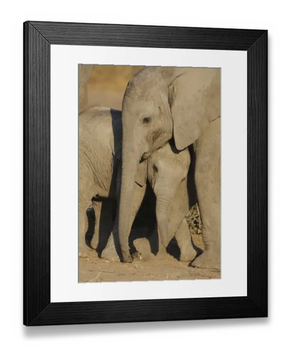 Framed Print : African Elephant (Loxodonta africana) two babies, playing, rubbing heads together, Mashatu Game Reserve, Tuli Block, Botswana Framed Print : African Elephant (Loxodonta africana) two babies, playing, rubbing heads together, Mashatu Game Reserve, Tuli Block, Botswana
