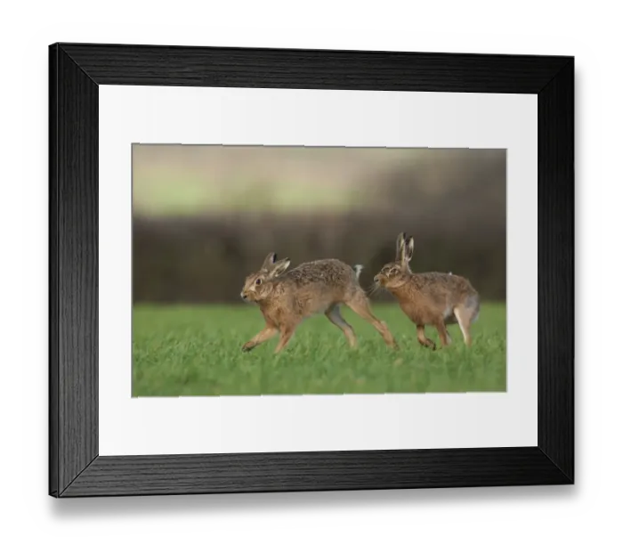 Framed Print : European Hare (Lepus europaeus) adult male chasing female, checking receptivity to mating, Derbyshire, England, march Framed Print : European Hare (Lepus europaeus) adult male chasing female, checking receptivity to mating, Derbyshire, England, march