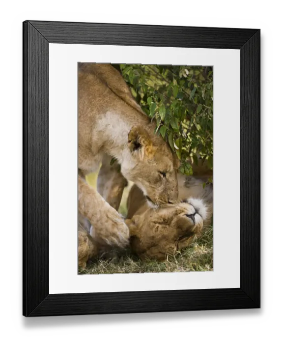 Framed Print : Massai Lion (Panthera leo nubica) adult female, touching head of another with paw, Masai Mara, Kenya Framed Print : Massai Lion (Panthera leo nubica) adult female, touching head of another with paw, Masai Mara, Kenya