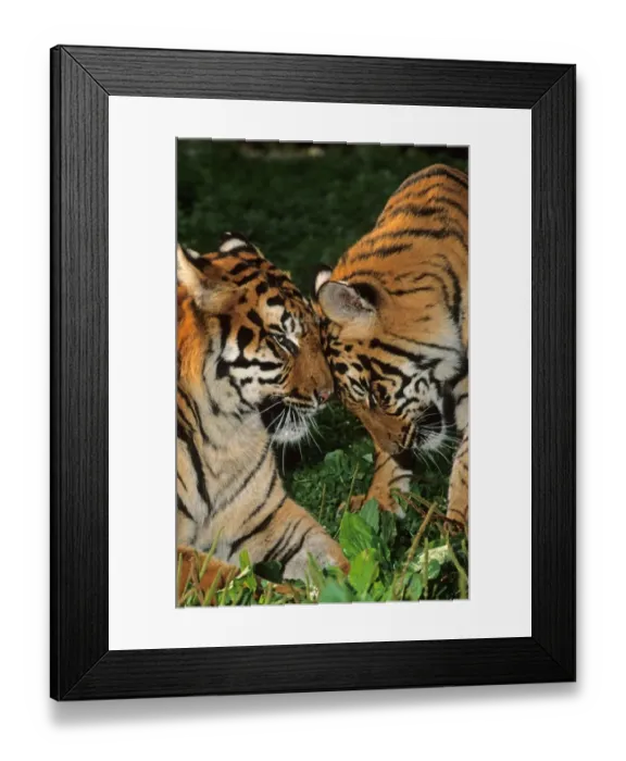 Framed Print : Indian Tiger (Panthera tigris tigris) female with ten month old male cub, rubbing heads together