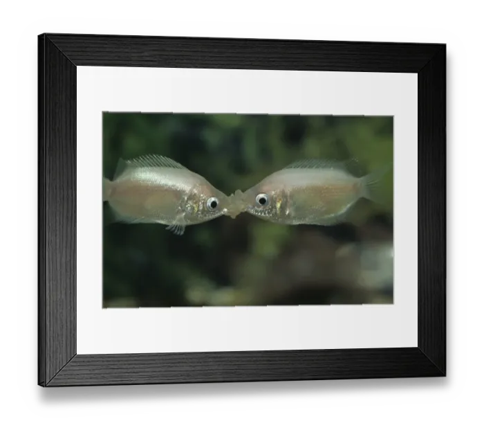 Framed Print : Kissing Gourami (Helostoma temmincki) Kiss rivals to gauge strength and establish heirarchy Framed Print : Kissing Gourami (Helostoma temmincki) Kiss rivals to gauge strength and establish heirarchy
