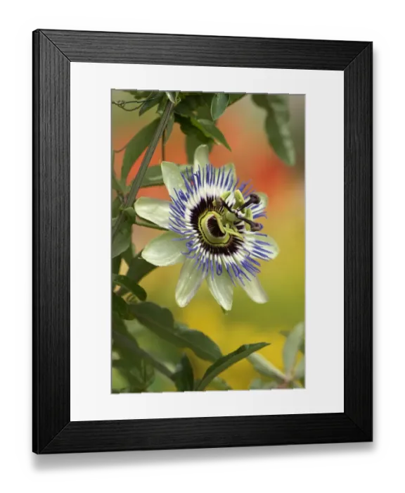 Framed Print : Passion Flower (Passiflora edulis forma edulis) flowering in garden Framed Print : Passion Flower (Passiflora edulis forma edulis) flowering in garden