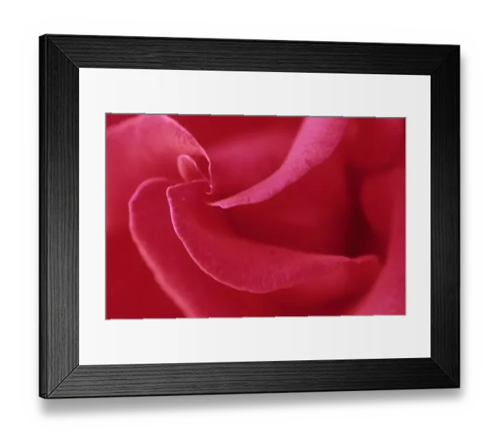 Framed Print : Cultivated Rose (Rosa sp. ) close-up of petals