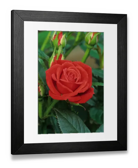 Framed Print : Cultivated Rose (Rosa sp. ) Sparks flowering, minature rose Framed Print : Cultivated Rose (Rosa sp. ) Sparks flowering, minature rose