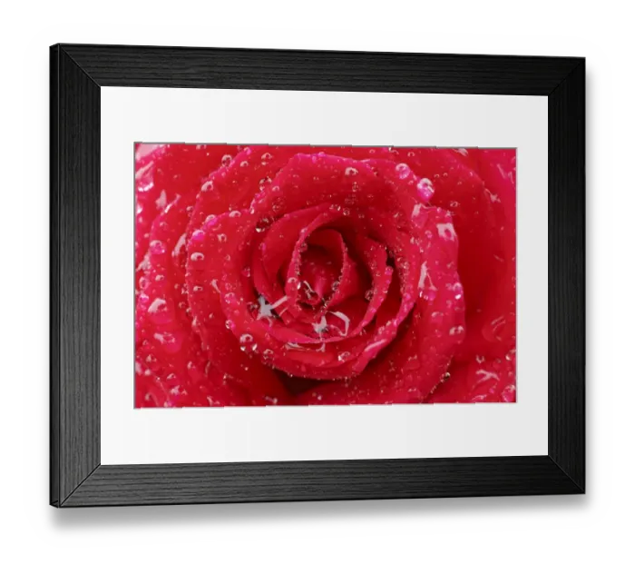 Framed Print : Cultivated Rose (Rosa sp. ) close-up of red petals, covered with raindrops Framed Print : Cultivated Rose (Rosa sp. ) close-up of red petals, covered with raindrops