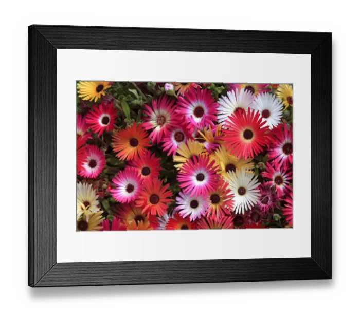 Framed Print : Desert Rose (Trichodiadema sp. ) close-up of flowers, in garden, Germany Framed Print : Desert Rose (Trichodiadema sp. ) close-up of flowers, in garden, Germany