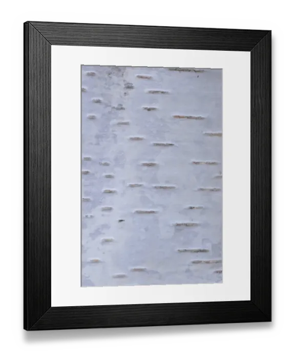 Framed Print : Silver Birch (Betula pendula) close-up of bark, West Yorkshire, England, november Framed Print : Silver Birch (Betula pendula) close-up of bark, West Yorkshire, England, november