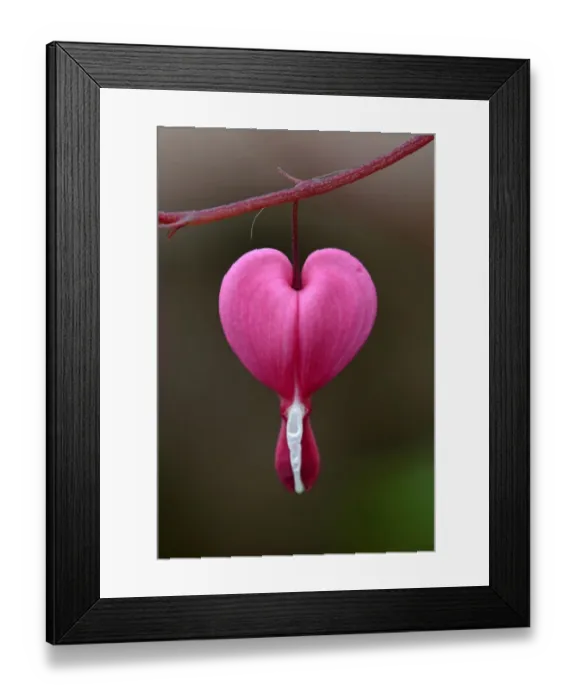 Framed Print : Bleeding Heart (Dicentra spectabilis) close-up of flower Framed Print : Bleeding Heart (Dicentra spectabilis) close-up of flower