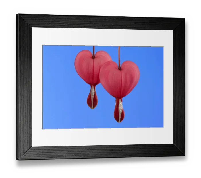 Framed Print : Bleeding Heart (Dicentra spectabilis) close-up of two flowers Framed Print : Bleeding Heart (Dicentra spectabilis) close-up of two flowers