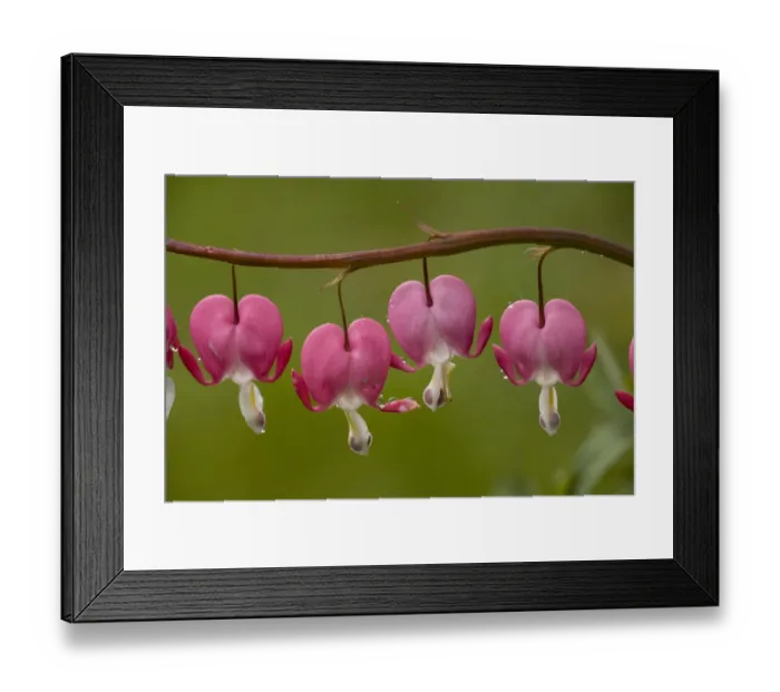 Framed Print : Western Bleeding Heart (Dicentra formosa) close-up of flowers, after rain Framed Print : Western Bleeding Heart (Dicentra formosa) close-up of flowers, after rain