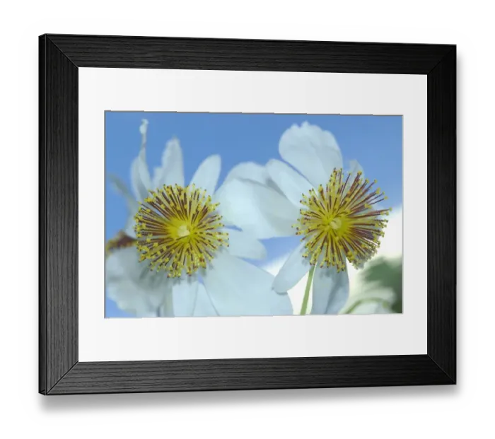 Framed Print : Flowers of African hemp (Sparrmannia africana) with touch sensitive stamens Framed Print : Flowers of African hemp (Sparrmannia africana) with touch sensitive stamens