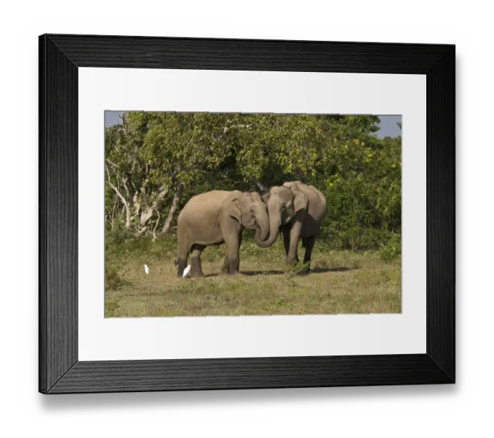 Framed Print : Asian Elephant (Elephas maximus) two adults, with entwined trunks, Sri Lanka Framed Print : Asian Elephant (Elephas maximus) two adults, with entwined trunks, Sri Lanka