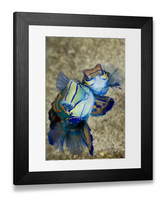 Framed Print : Mating Mandarinfish, Syhchiropus splendidus, Micronesia, Palau Framed Print : Mating Mandarinfish, Syhchiropus splendidus, Micronesia, Palau