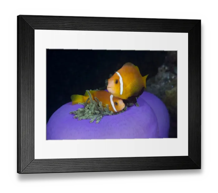 Framed Print : Maldive Anemonefish in Magnificent Anemone, Amphiprion nigripes, Heteractis magnifica, Kandooma Caves Framed Print : Maldive Anemonefish in Magnificent Anemone, Amphiprion nigripes, Heteractis magnifica, Kandooma Caves