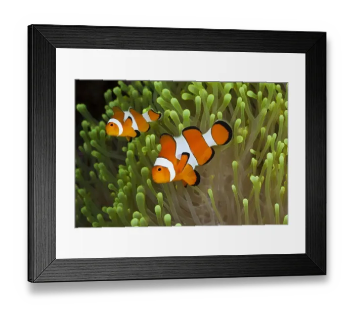 Framed Print : Clown Anemonefish, Amphiprion percula, Alam Batu, Bali, Indonesia Framed Print : Clown Anemonefish, Amphiprion percula, Alam Batu, Bali, Indonesia