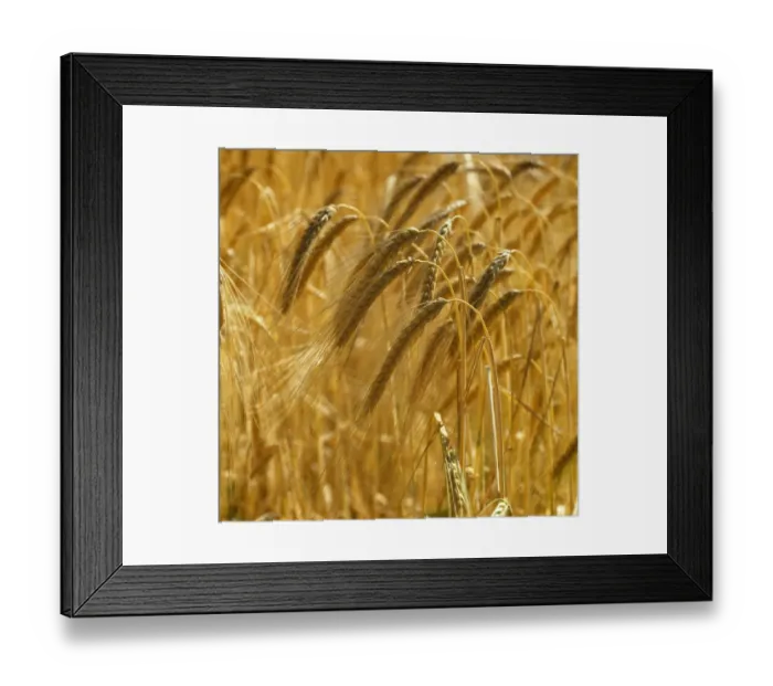 Framed Print : Backlit, silouetted golden ears of ripe two row barley plants, Hampshire Framed Print : Backlit, silouetted golden ears of ripe two row barley plants, Hampshire