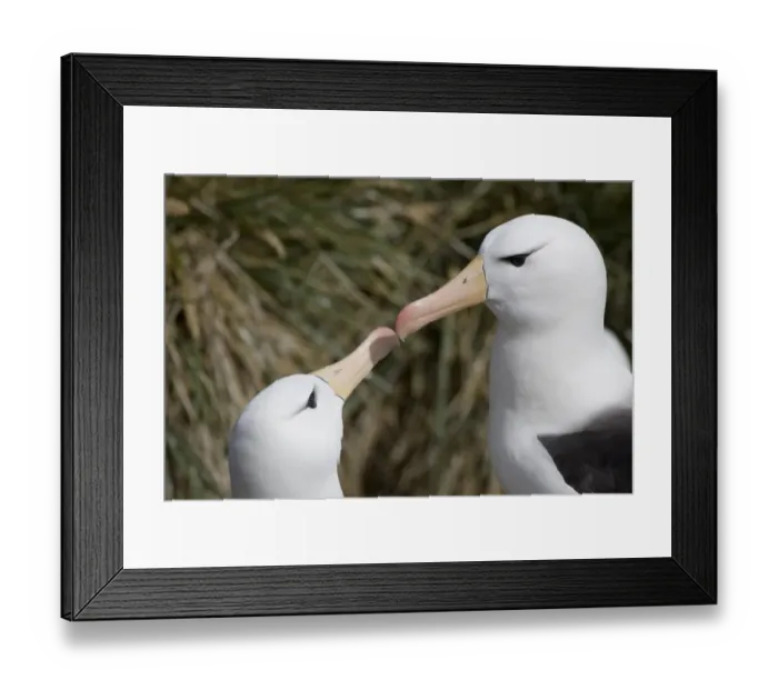 Framed Print : Black browed Albatross; Diomedea melanophris; courtship bonding, Falkland islands Framed Print : Black browed Albatross; Diomedea melanophris; courtship bonding, Falkland islands