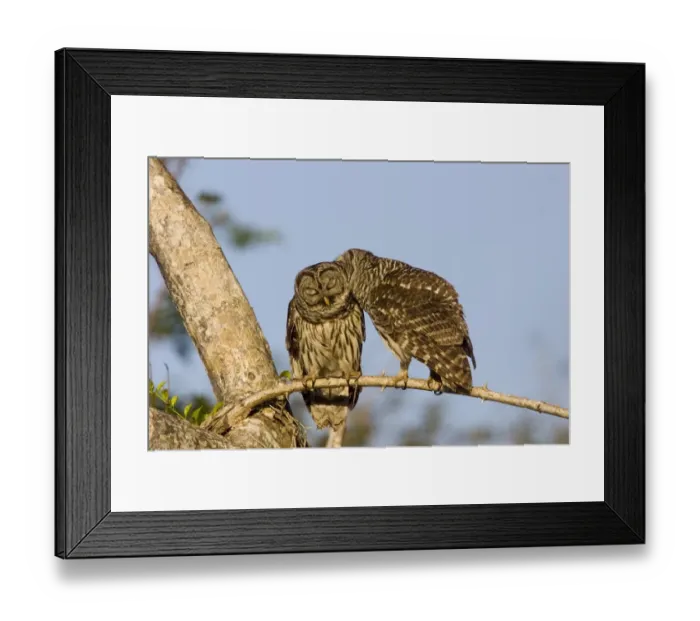 Framed Print : Barred Owl; Strix varia; Framed Print : Barred Owl; Strix varia;