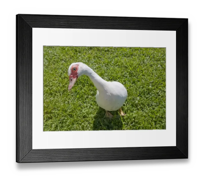 Framed Print : Domestic Duck, Muscovy Duck (Cairina moschata) adult, standing on grass, Somerset, England, may Framed Print : Domestic Duck, Muscovy Duck (Cairina moschata) adult, standing on grass, Somerset, England, may
