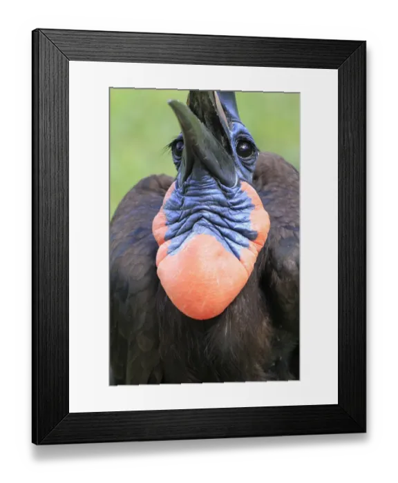 Framed Print : Abyssinian Ground Hornbill (Bucorvus abyssinicus) adult male, close-up of throat pouch, tossing up food into beak (captive) Framed Print : Abyssinian Ground Hornbill (Bucorvus abyssinicus) adult male, close-up of throat pouch, tossing up food into beak (captive)