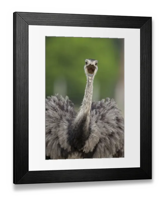 Framed Print : Greater Rhea (Rhea americana) adult, feeding, with beak open, close-up of head and neck, Pantanal, Mato Grosso, Brazil Framed Print : Greater Rhea (Rhea americana) adult, feeding, with beak open, close-up of head and neck, Pantanal, Mato Grosso, Brazil