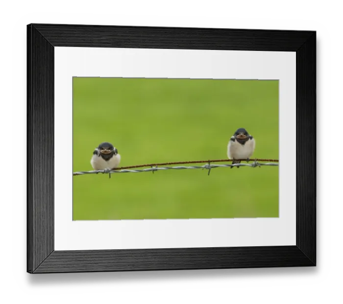 Framed Print : Barn Swallow (Hirundo rustica) two fledged chicks, perched on wire, Yorkshire, England, june Framed Print : Barn Swallow (Hirundo rustica) two fledged chicks, perched on wire, Yorkshire, England, june