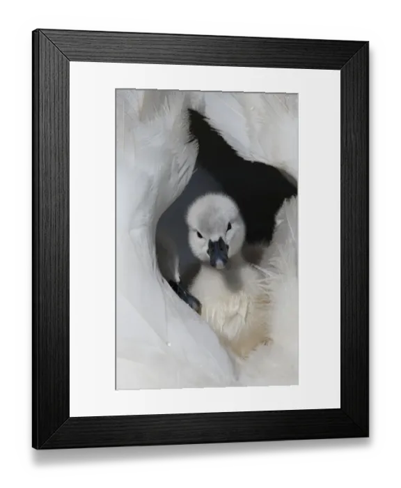 Framed Print : Mute Swan (Cygnus olor) cygnets, resting on back of adult female, Dorset, England Framed Print : Mute Swan (Cygnus olor) cygnets, resting on back of adult female, Dorset, England