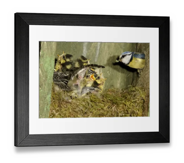 Framed Print : Blue Tit (Parus caeruleus) adult, with caterpillars in beak, feeding begging chicks at nest inside nestbox, Midlands, England, may Framed Print : Blue Tit (Parus caeruleus) adult, with caterpillars in beak, feeding begging chicks at nest inside nestbox, Midlands, England, may
