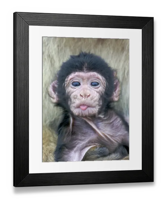 Framed Print : Barbary Macaque (Macaca sylvanus) newborn baby, sticking tongue out, Gibraltar Framed Print : Barbary Macaque (Macaca sylvanus) newborn baby, sticking tongue out, Gibraltar